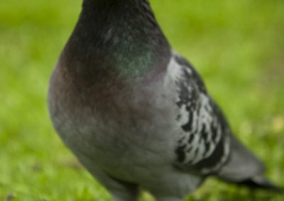 piccione